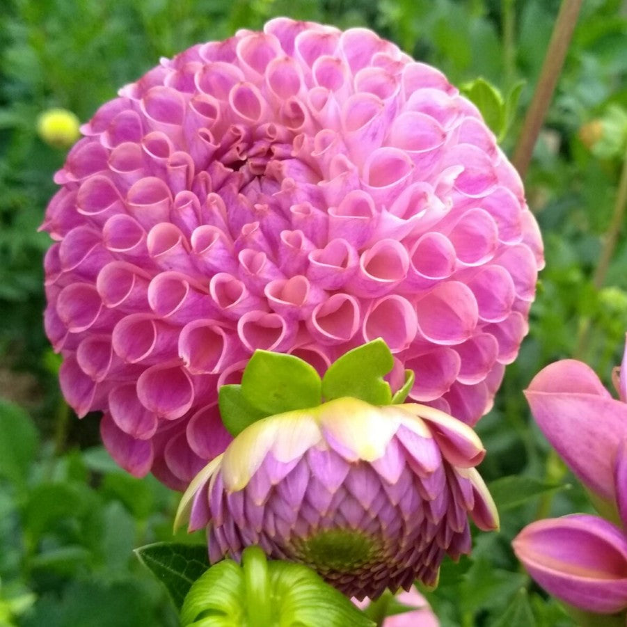 Caitlin's Joy Dahlia Tuber | Hudson Valley Seed Company