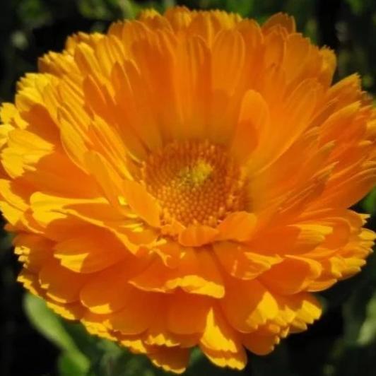 Calendula vendor-unknown