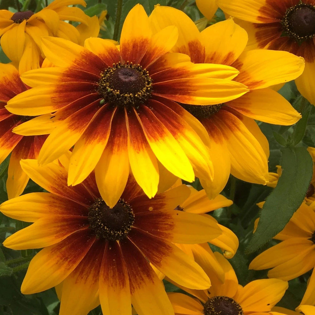 Campfire Rudbeckia Organic Seeds – Hudson Valley Seed Company