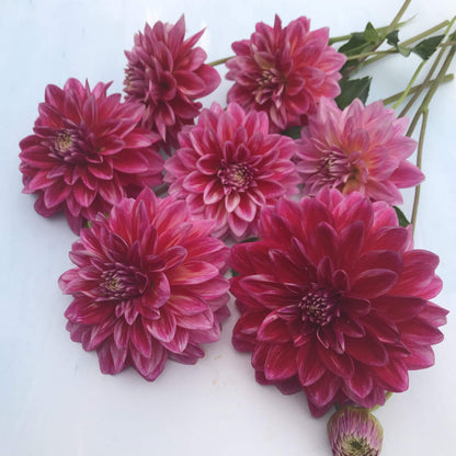 Canby Centennial Dahlia Tuber vendor-unknown