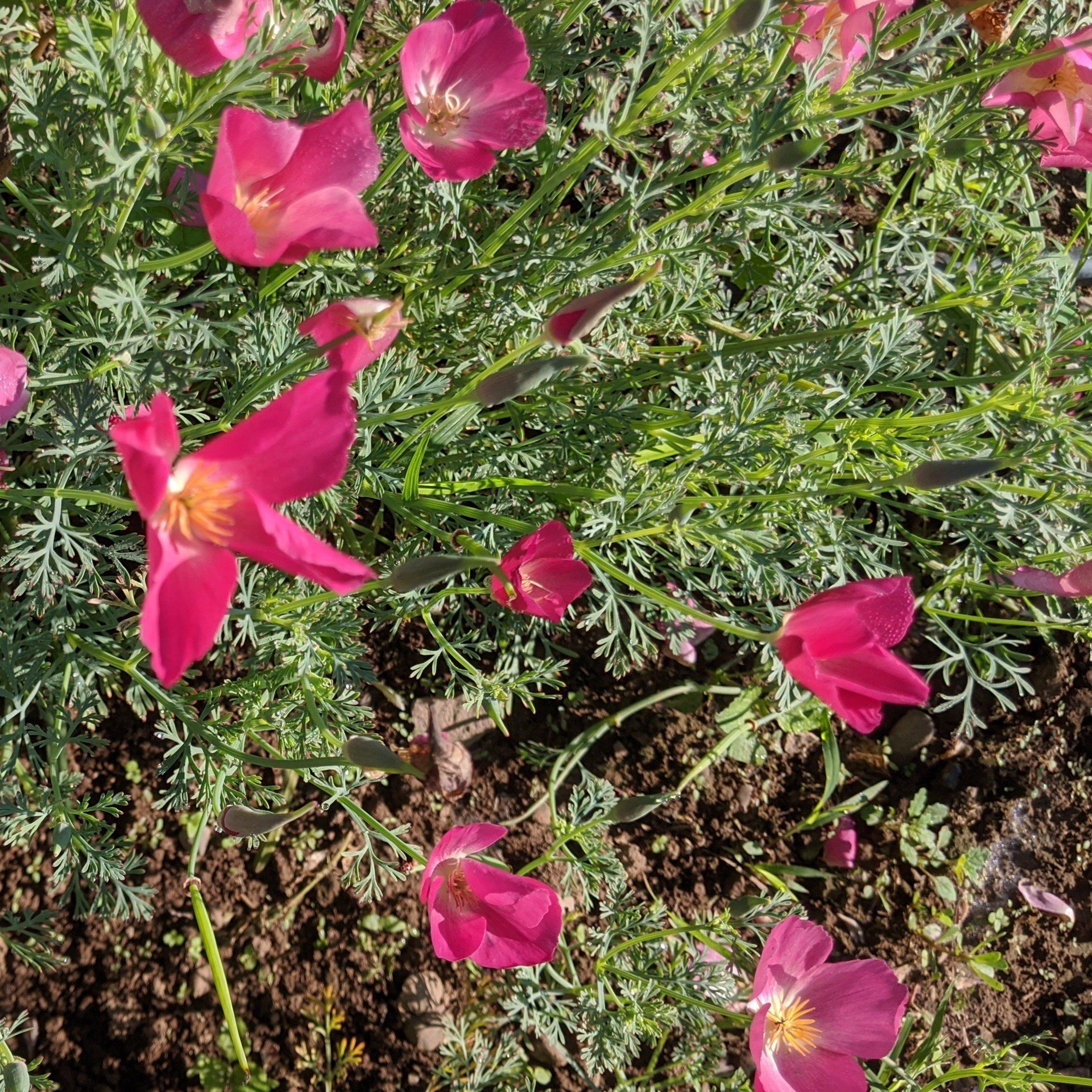 Carmine King California Poppy vendor-unknown