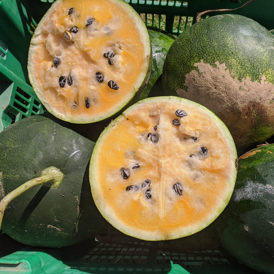 Cekirdegi Oyali Watermelon vendor-unknown