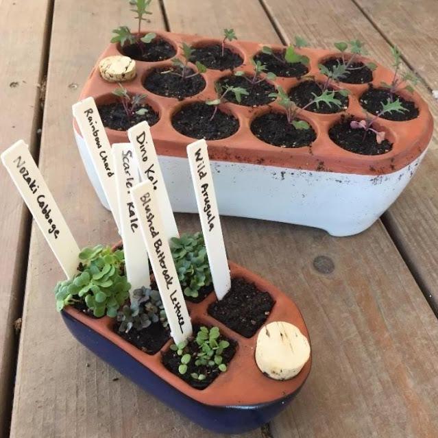 Ceramic Self Watering Seed Starting Tray - Small vendor-unknown