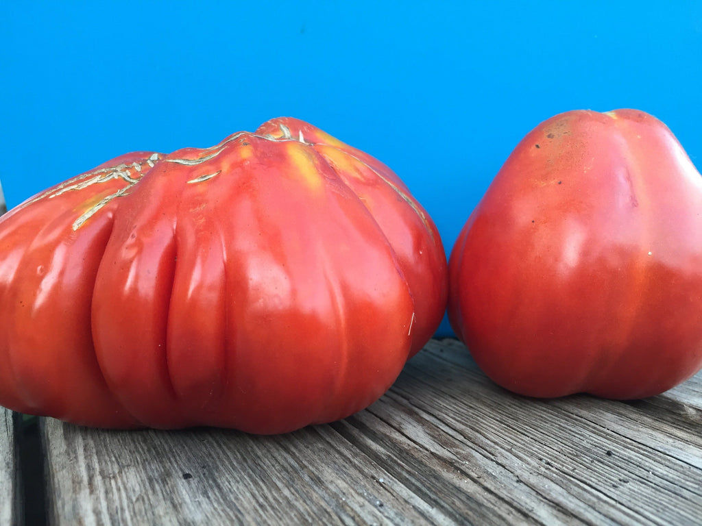 Cesare's Canestrino di Lucca Tomato