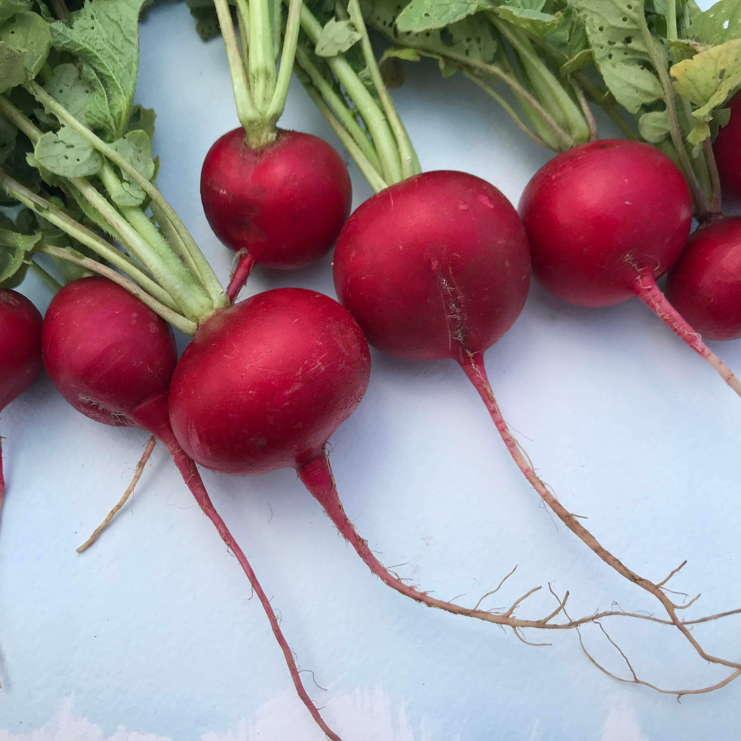 Cherry Belle Radish vendor-unknown