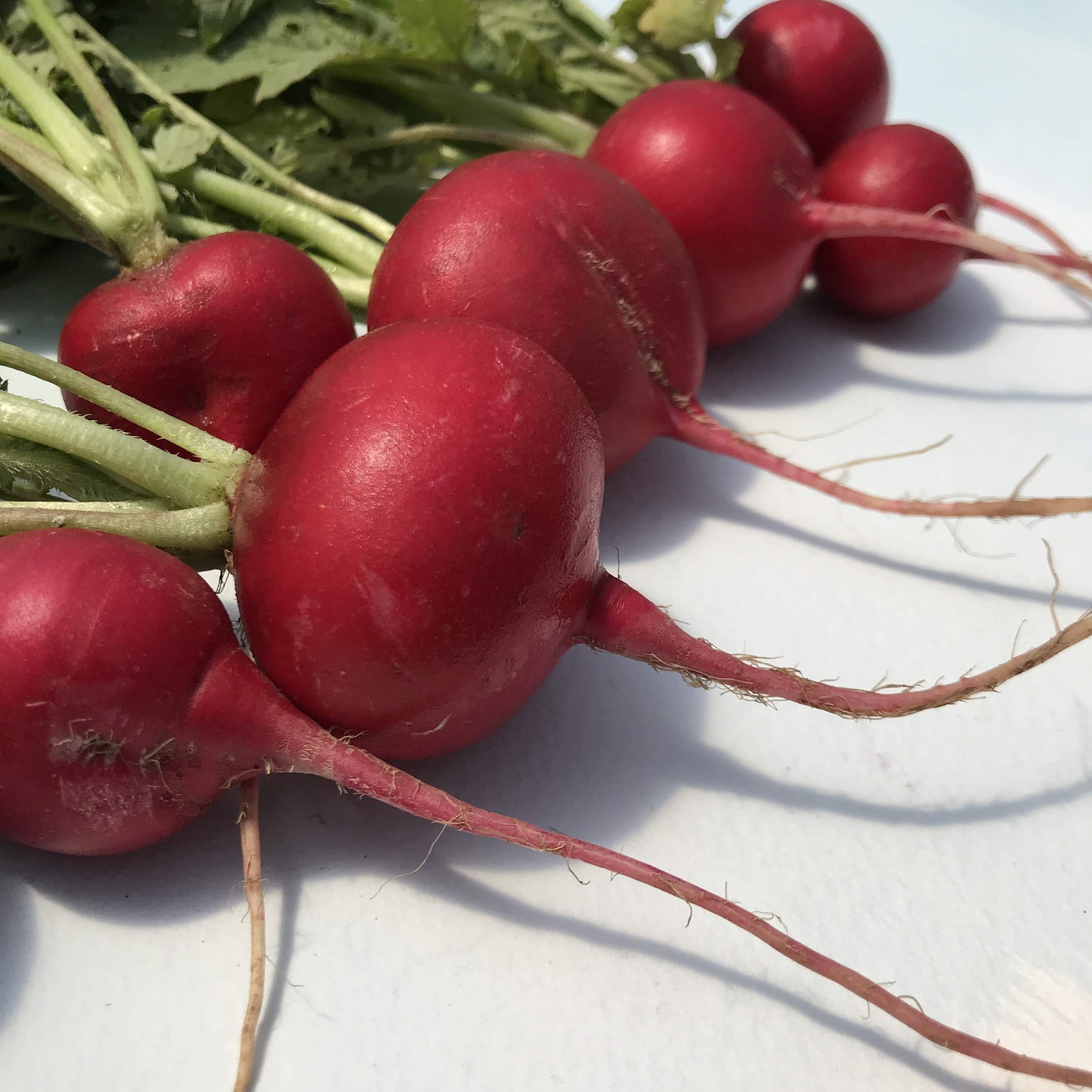 Cherry Belle Radish vendor-unknown