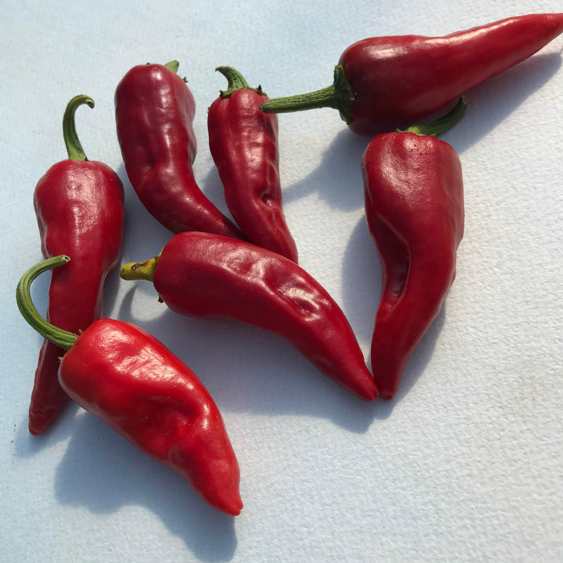 Chimayo del Norte Pepper vendor-unknown