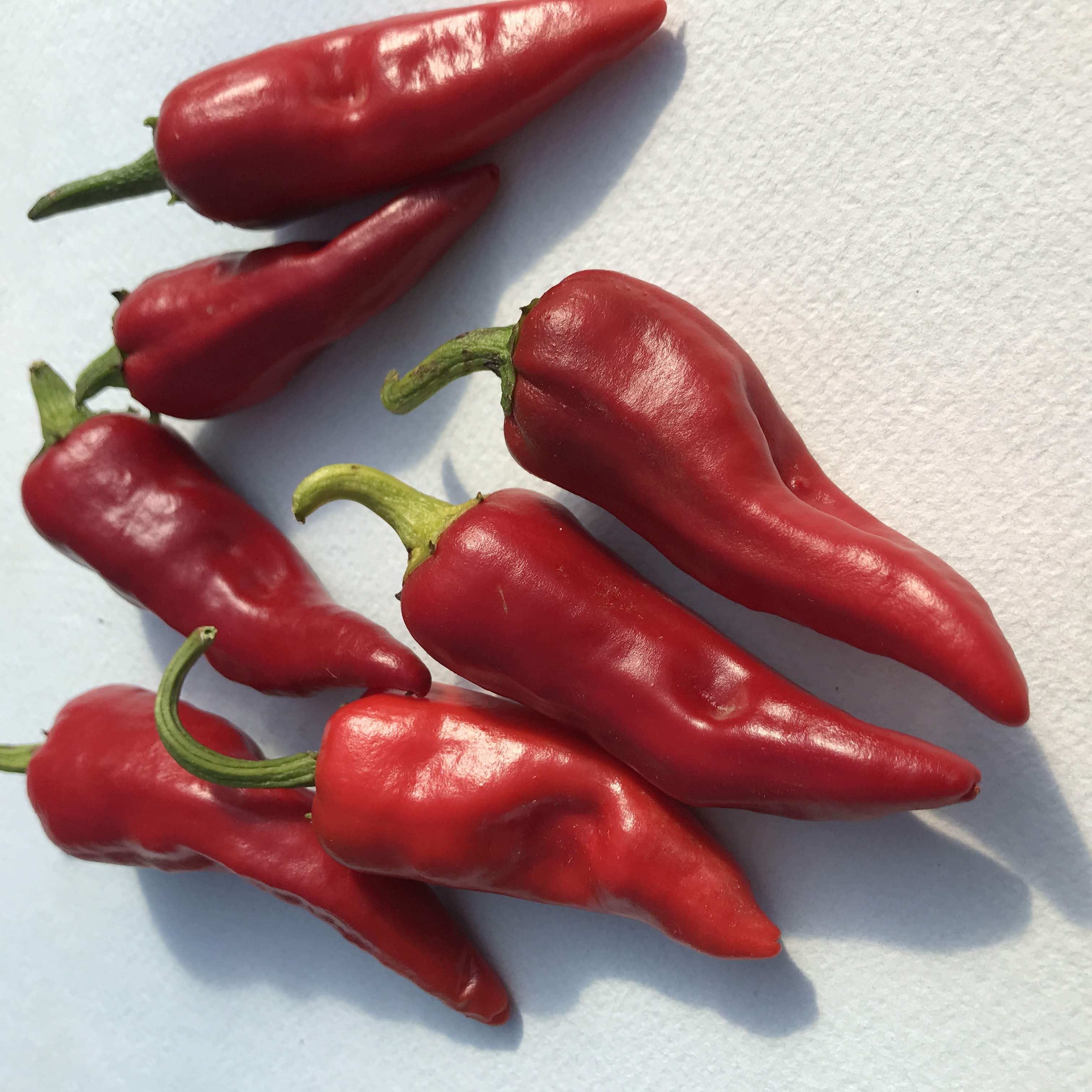 Chimayo del Norte Pepper