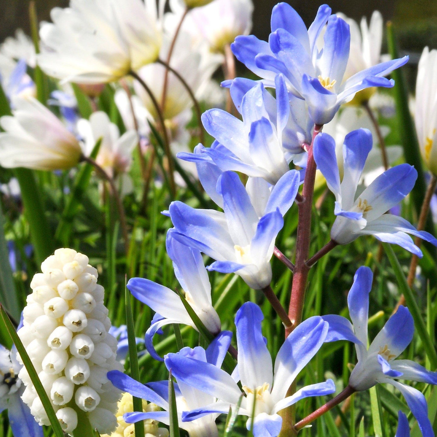 Chionodoxa forbesii vendor-unknown