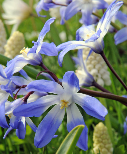 Chionodoxa forbesii vendor-unknown