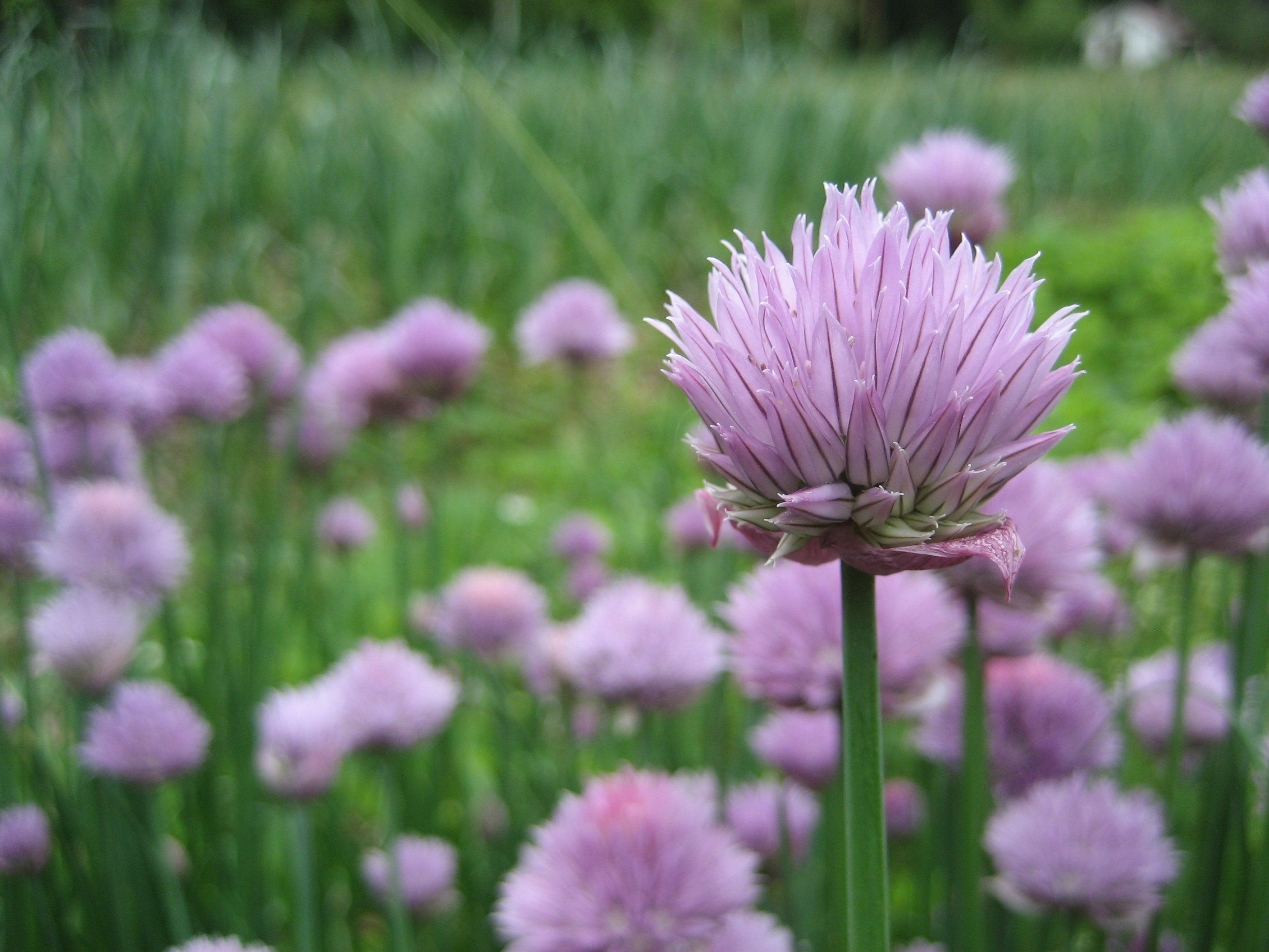 Chive Tree Chive Plant
