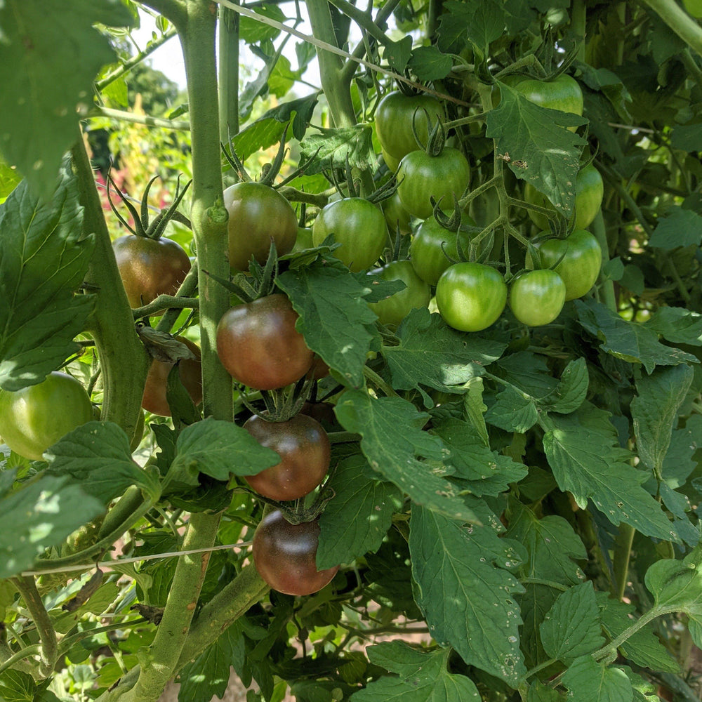 Chocolate Cherry Tomato Organic Seeds Hudson Valley Seed Company chocolate-cherry-tomato-organic-seeds-hudson-valley-seed-company