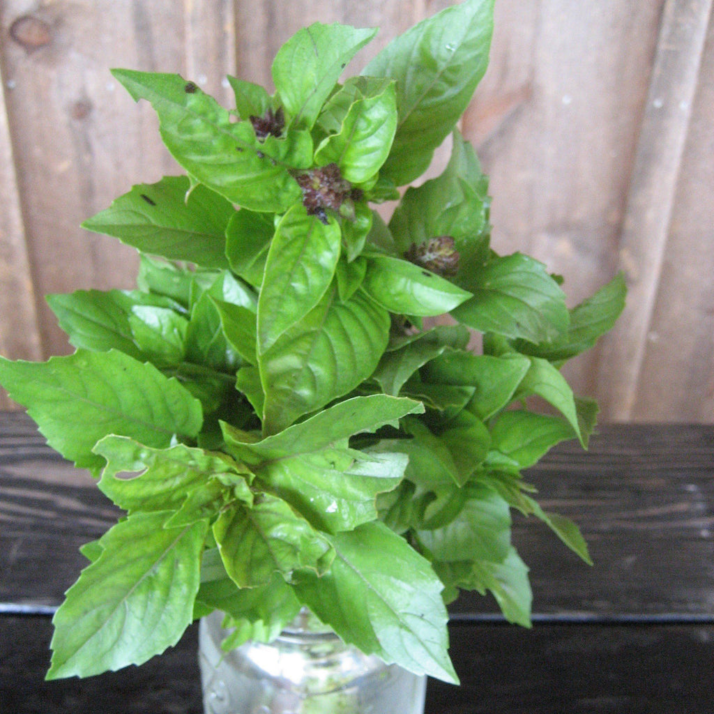 Cinnamon Basil