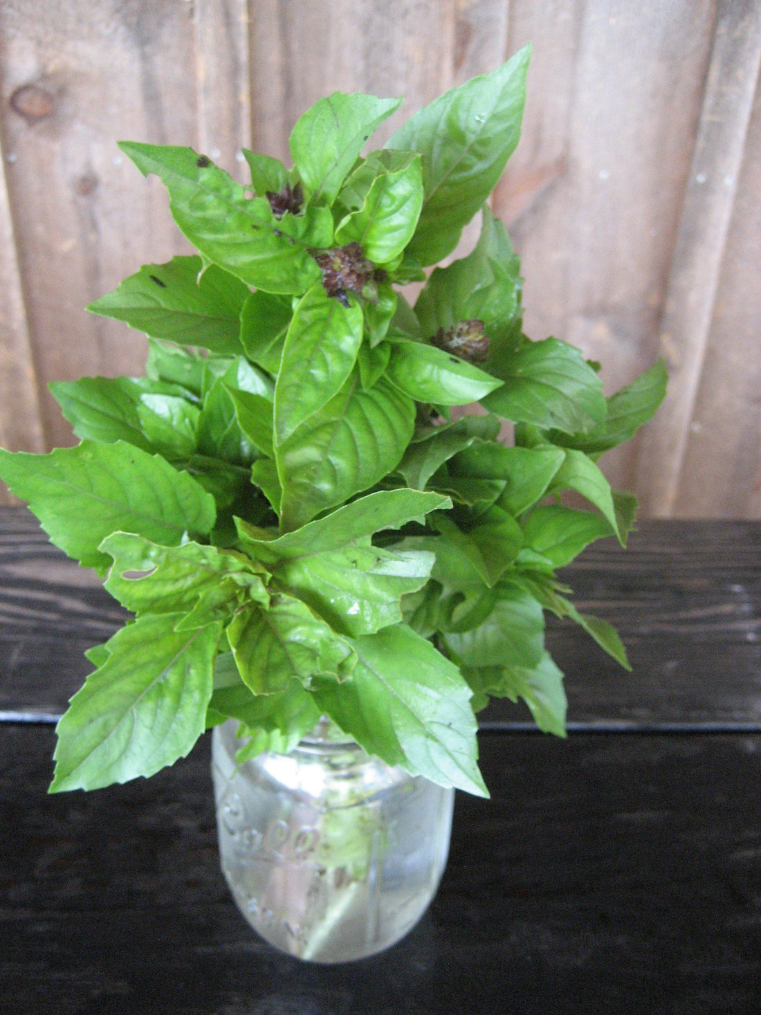 Cinnamon Basil vendor-unknown