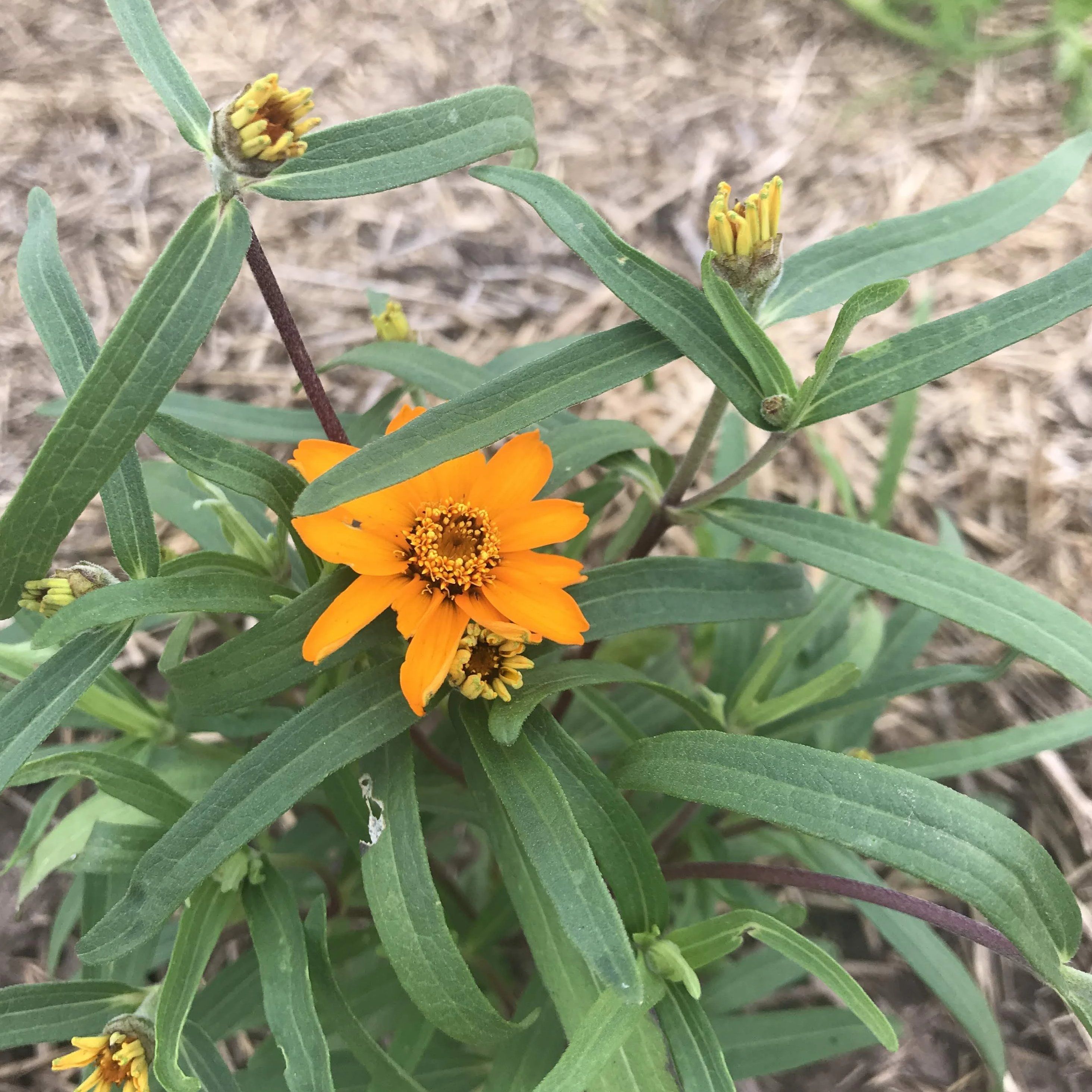 Classic Zinnia vendor-unknown