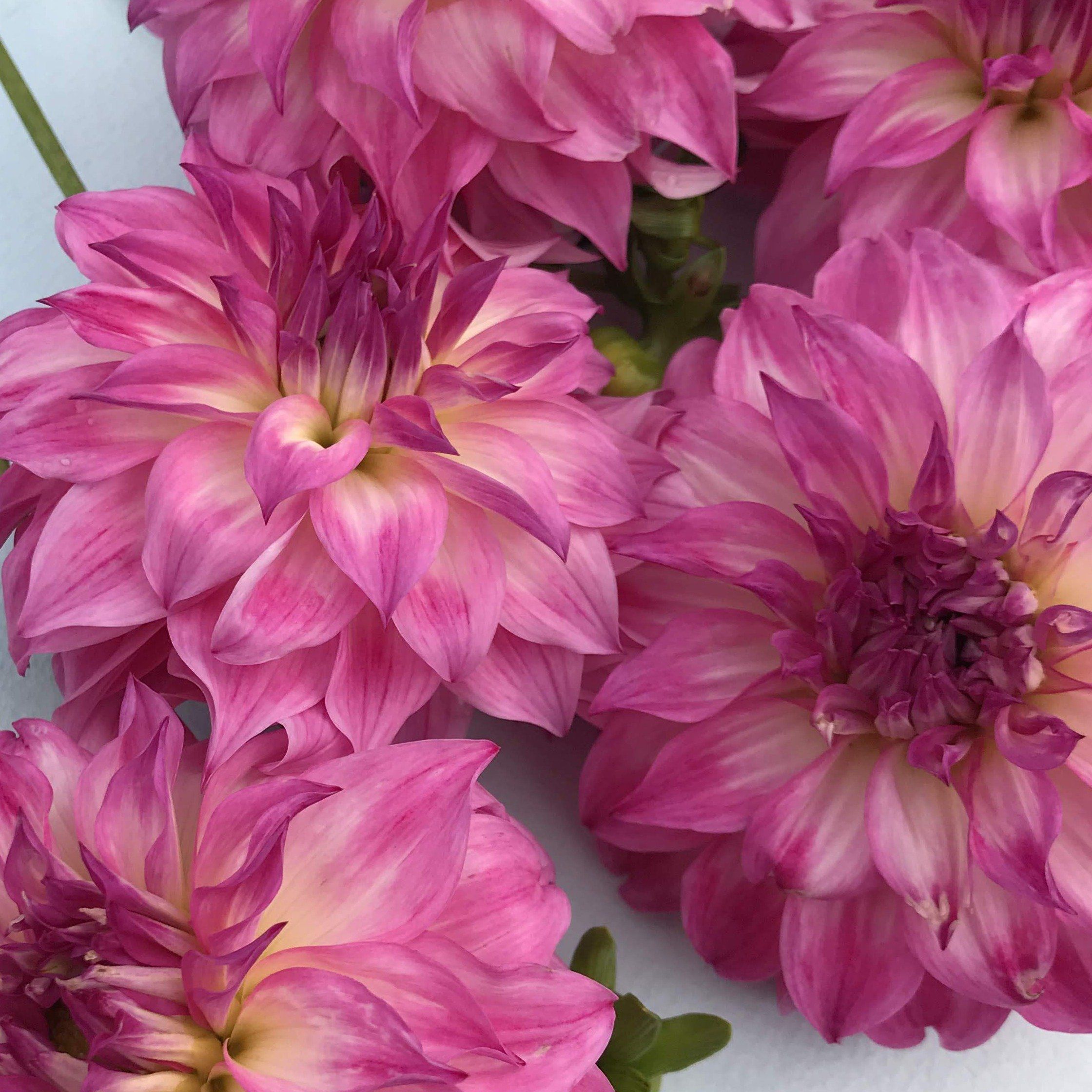 Colorado Classic Dahlia Tuber vendor-unknown