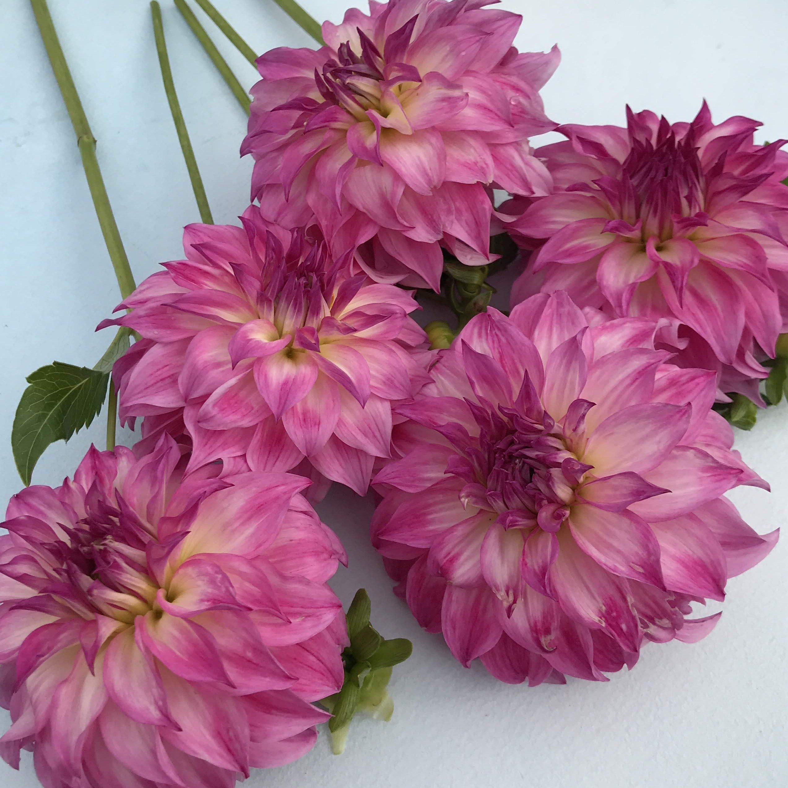 Colorado Classic Dahlia Tuber vendor-unknown