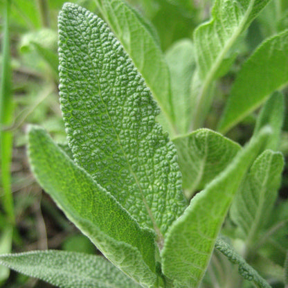 sage plant from seed Common Sage
