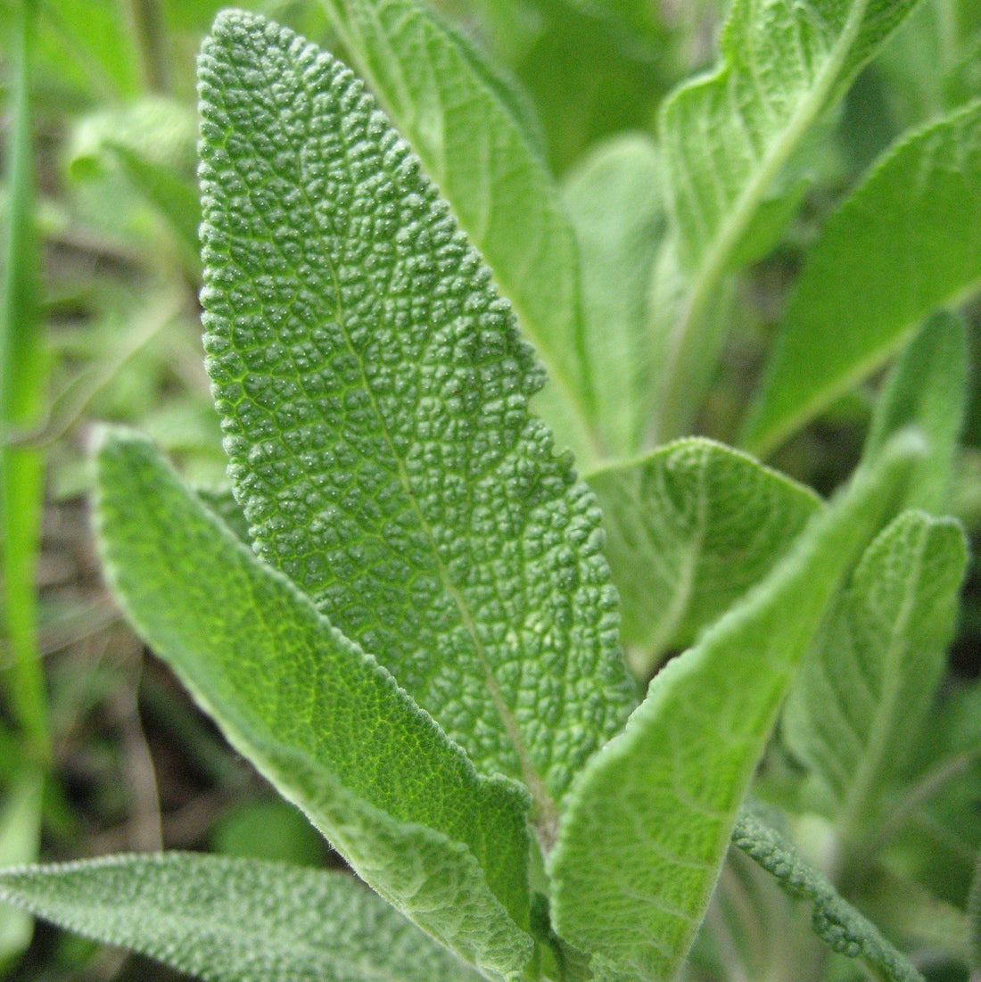 Common Sage vendor-unknown