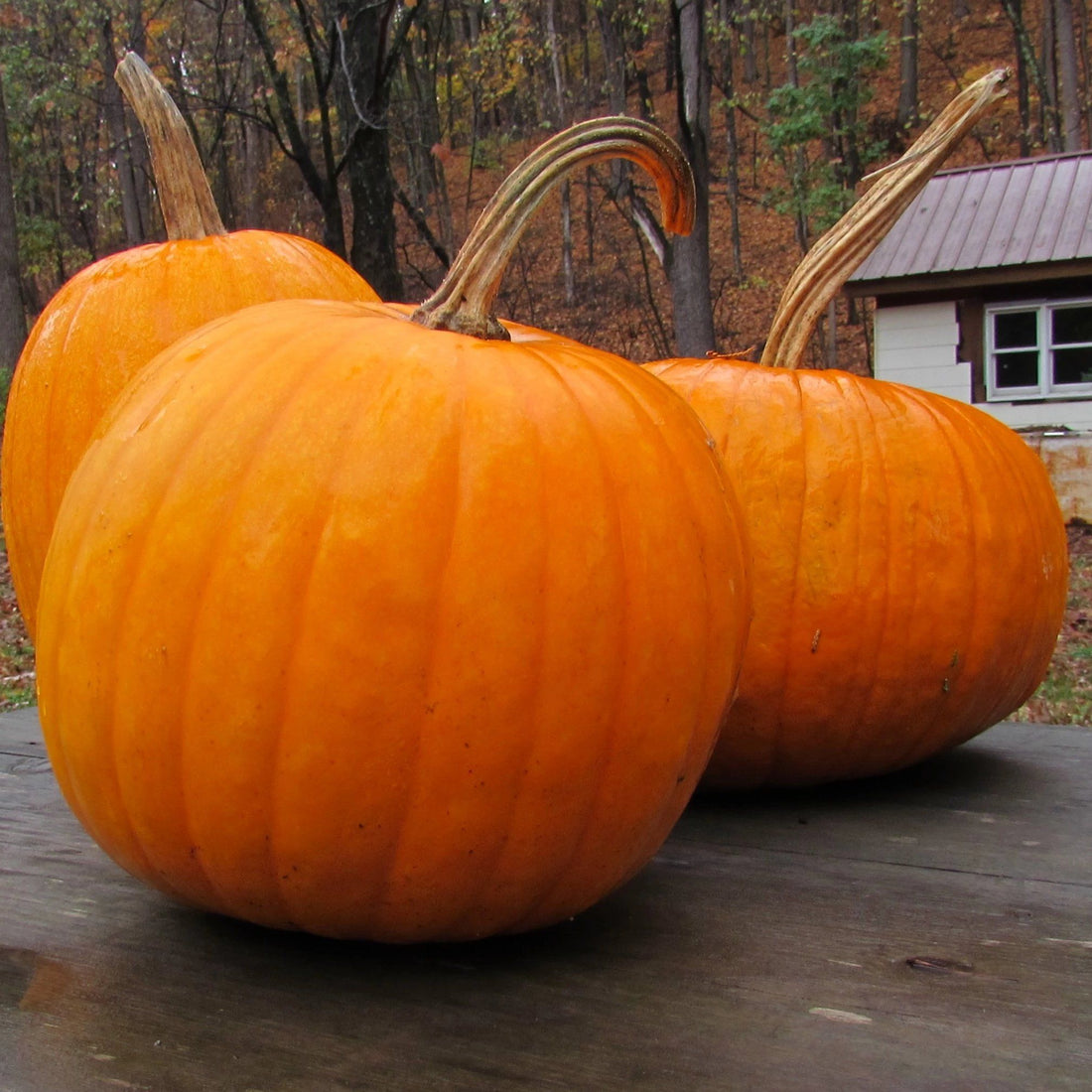 Connecticut Field Pumpkin vendor-unknown