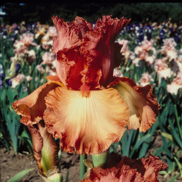 Bearded Iris 'Copper Classic'