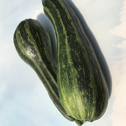 Costata Romanesca Zucchini vendor-unknown