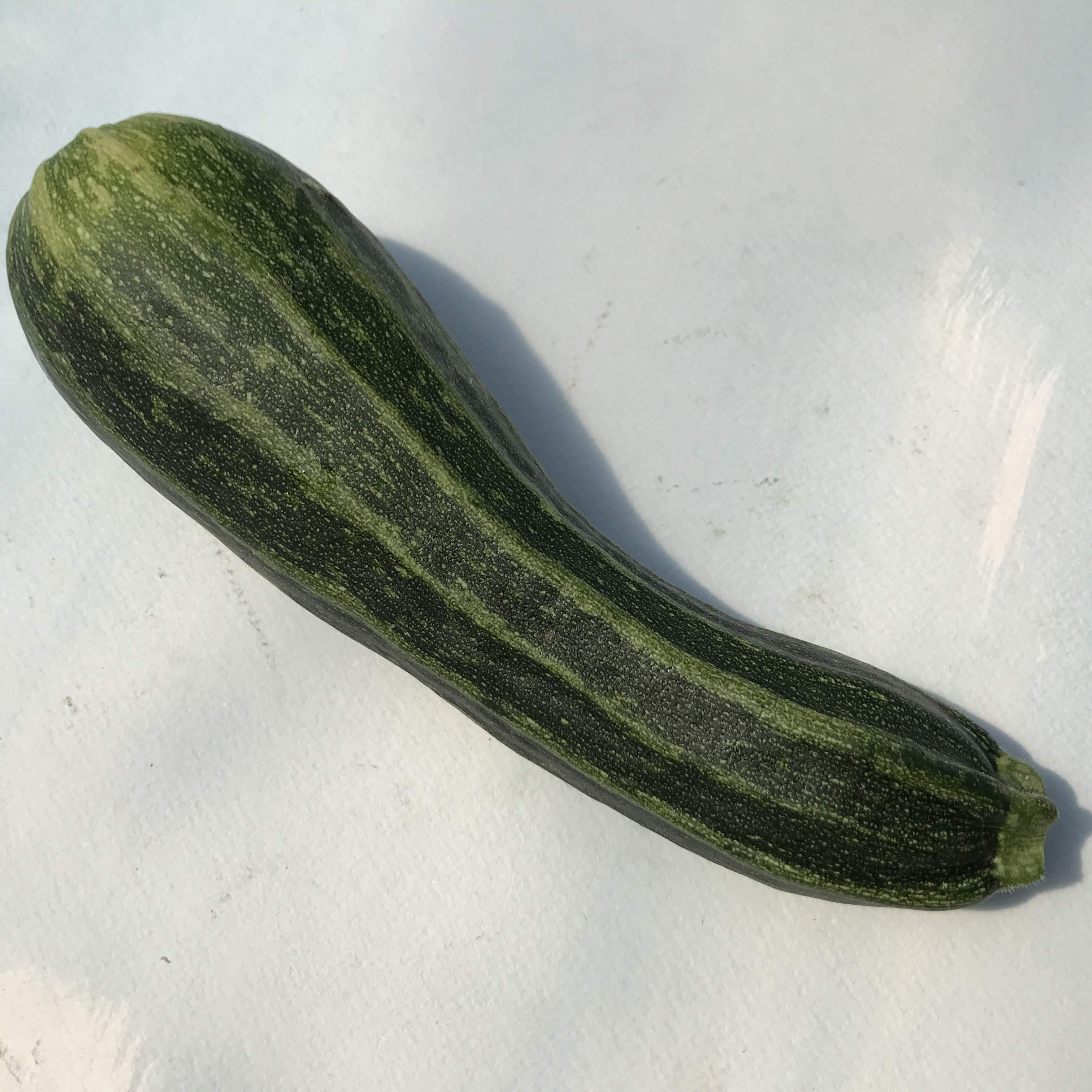 Costata Romanesca Zucchini vendor-unknown