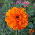 Crackerjack Mix African Marigold vendor-unknown