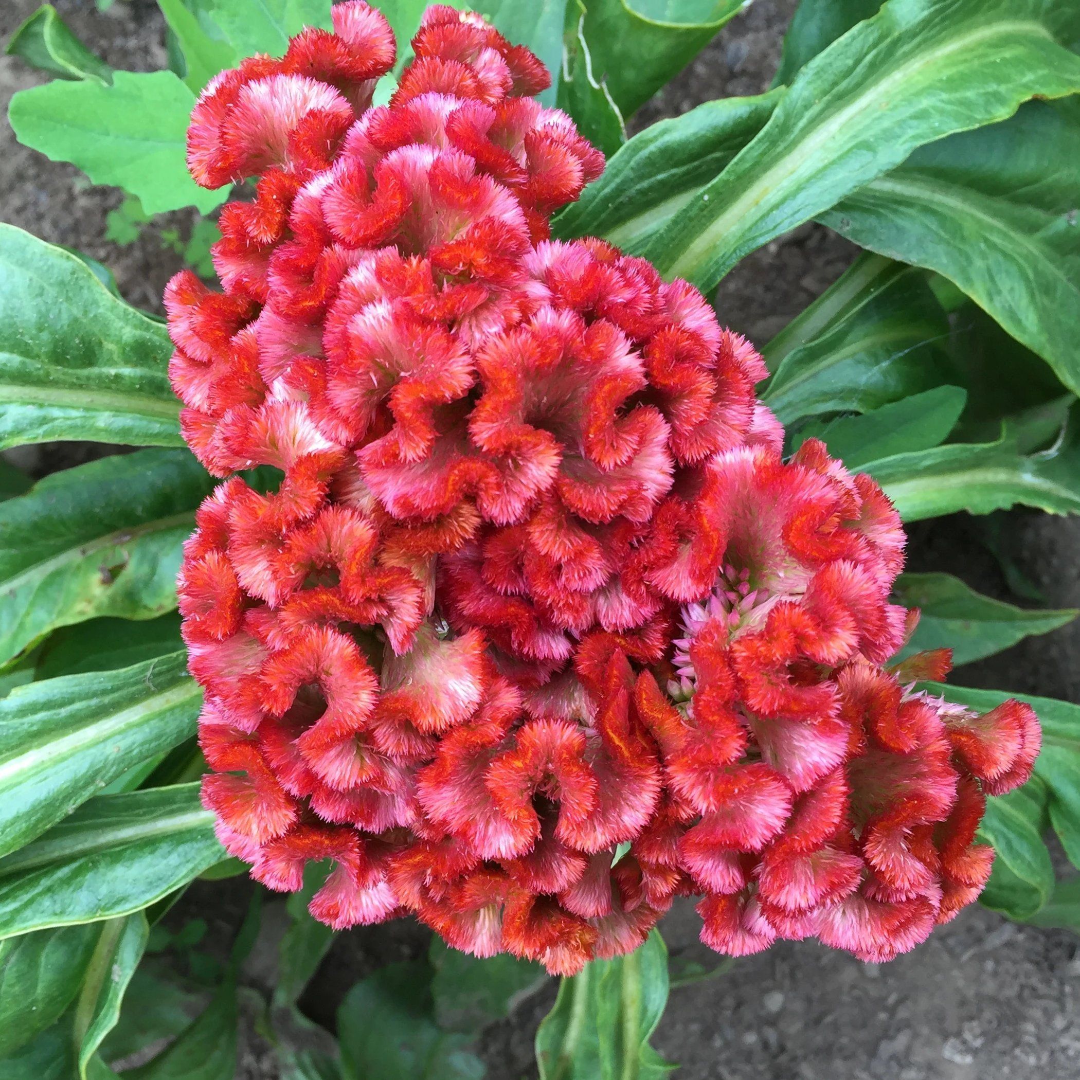 Crested Mix Celosia vendor-unknown