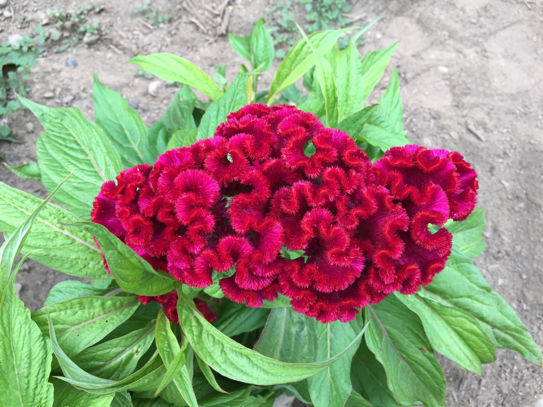 Crested Mix Celosia vendor-unknown