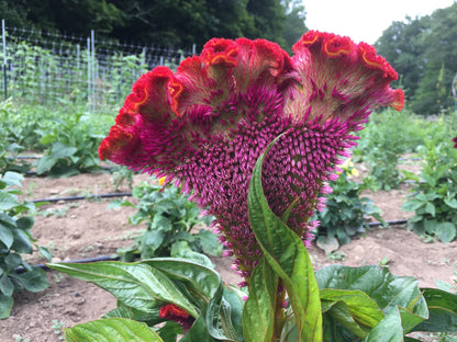 Crested Mix Celosia vendor-unknown