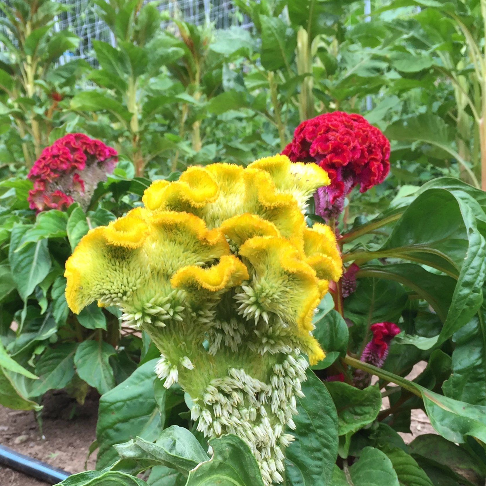 Crested Mix Celosia vendor-unknown