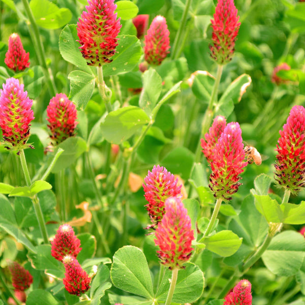 Crimson Clover Cover Crop Seeds – Hudson Valley Seed Company