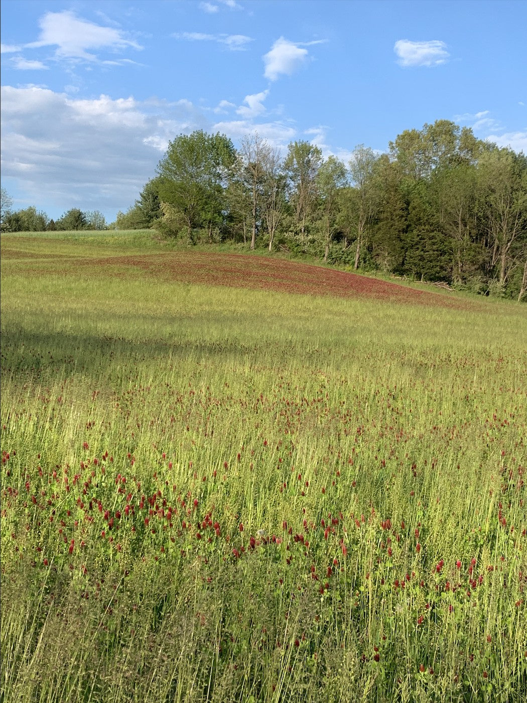 Crimson Clover Cover Crop vendor-unknown