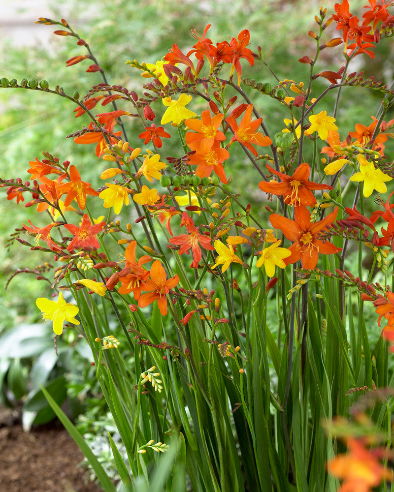 Crocosmia Mixture