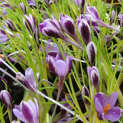 Crocus minimus &quot;Spring Beauty&quot; vendor-unknown