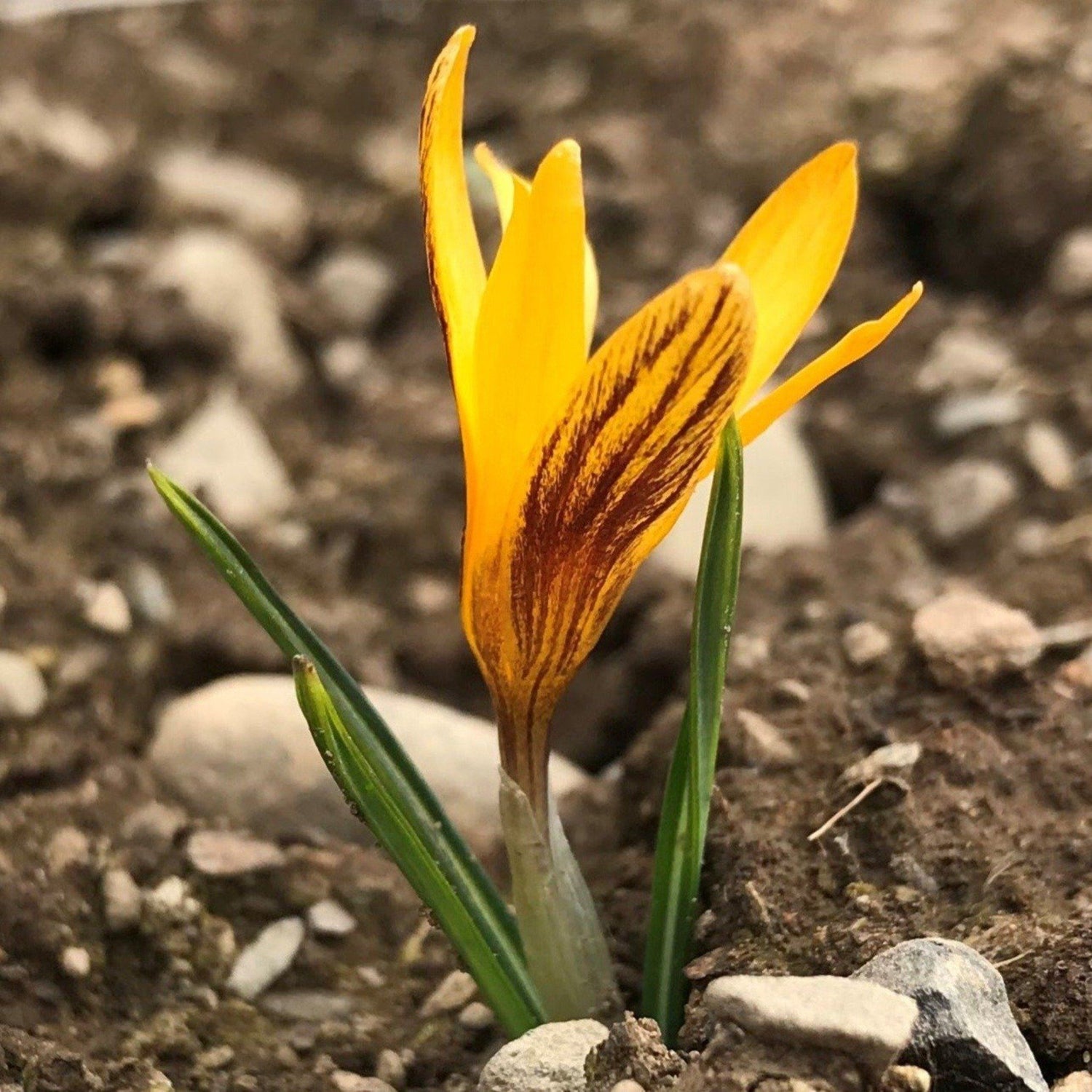 Crocus olivieri &quot;Orange Monarch&quot; vendor-unknown