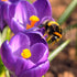 Crocus tommasinianus "Ruby Giant" vendor-unknown