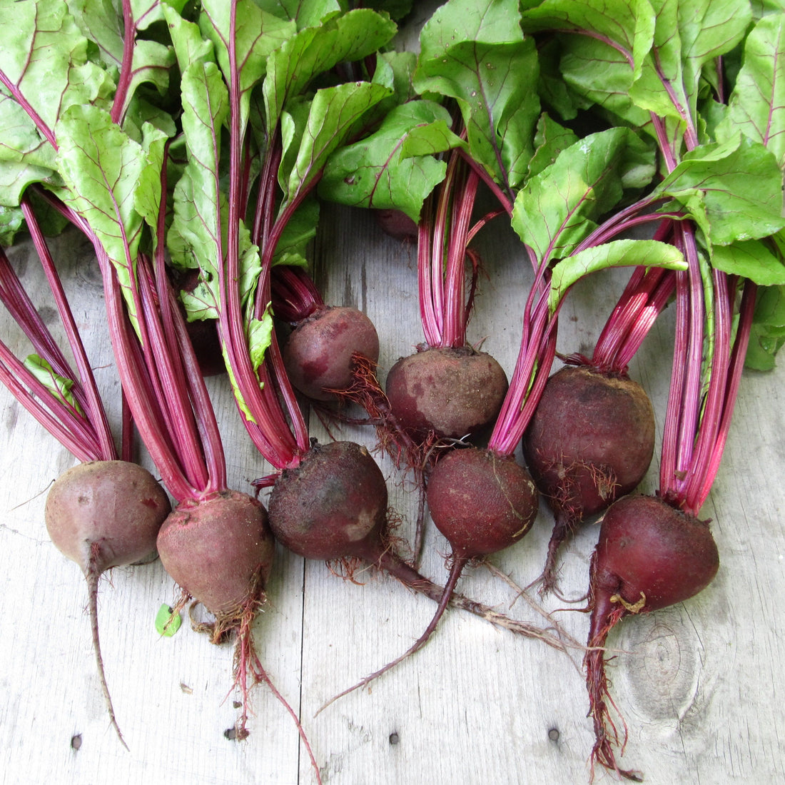 Crosby Egyptian Beet vendor-unknown