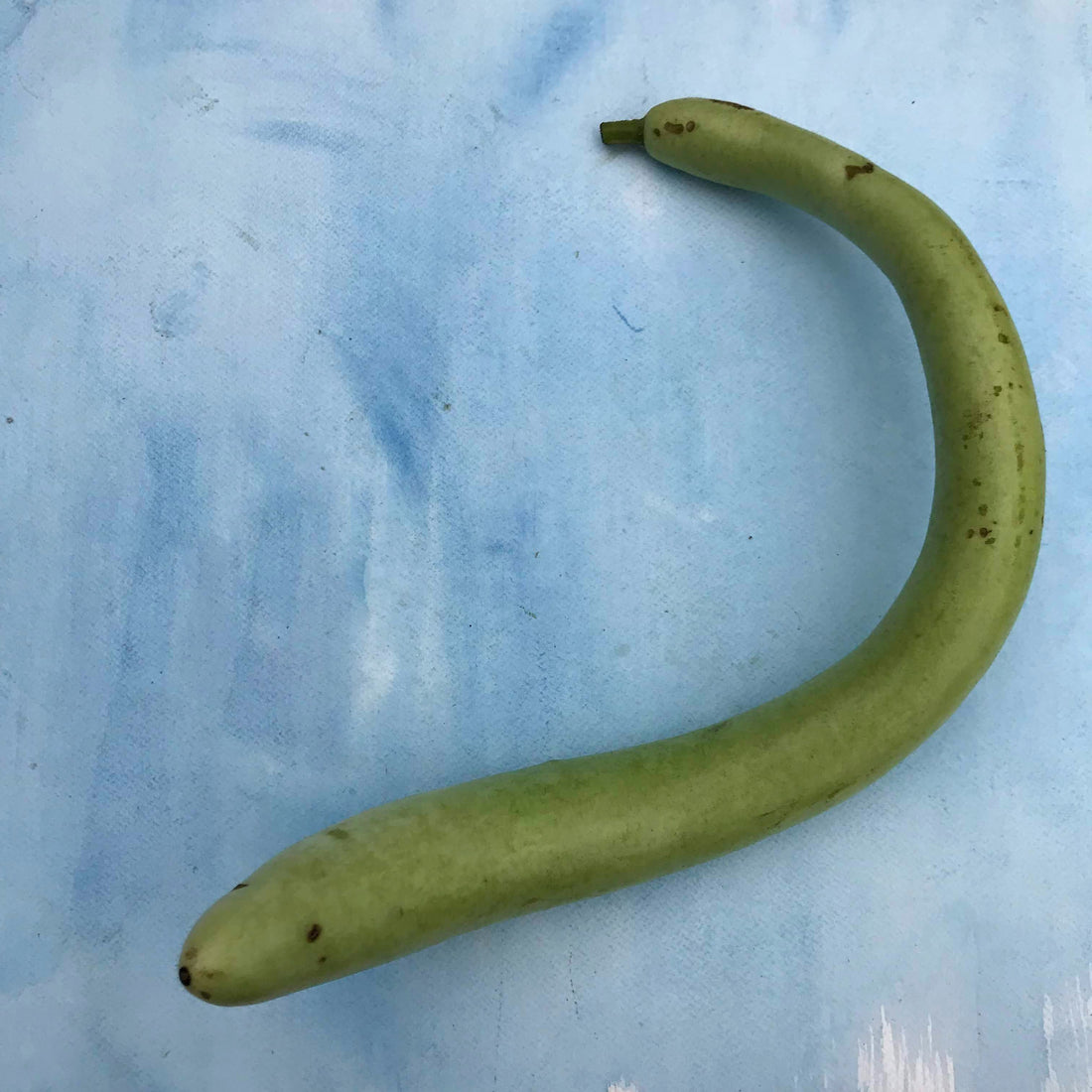 Cucuzzi Gourd