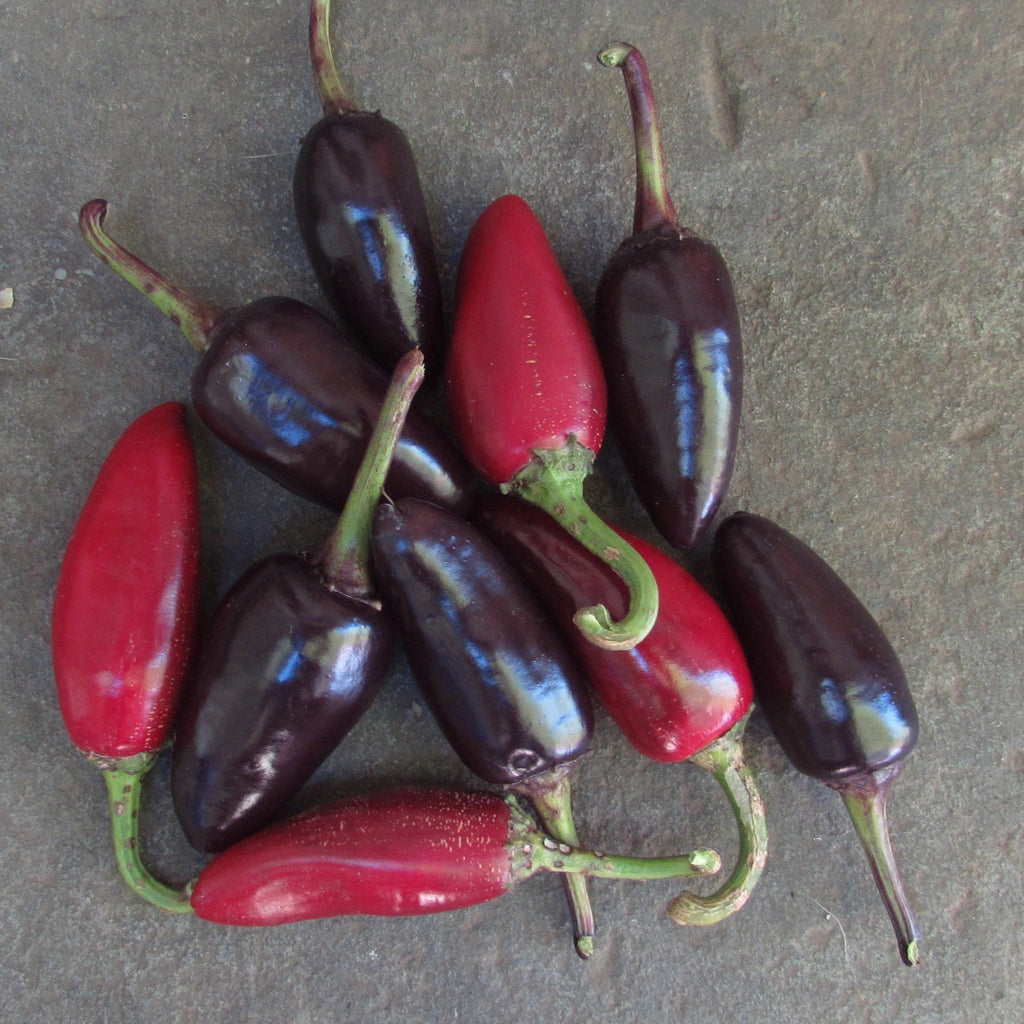 Reviews «Jalapeno black Maroccan» - Organic Pepper Seeds