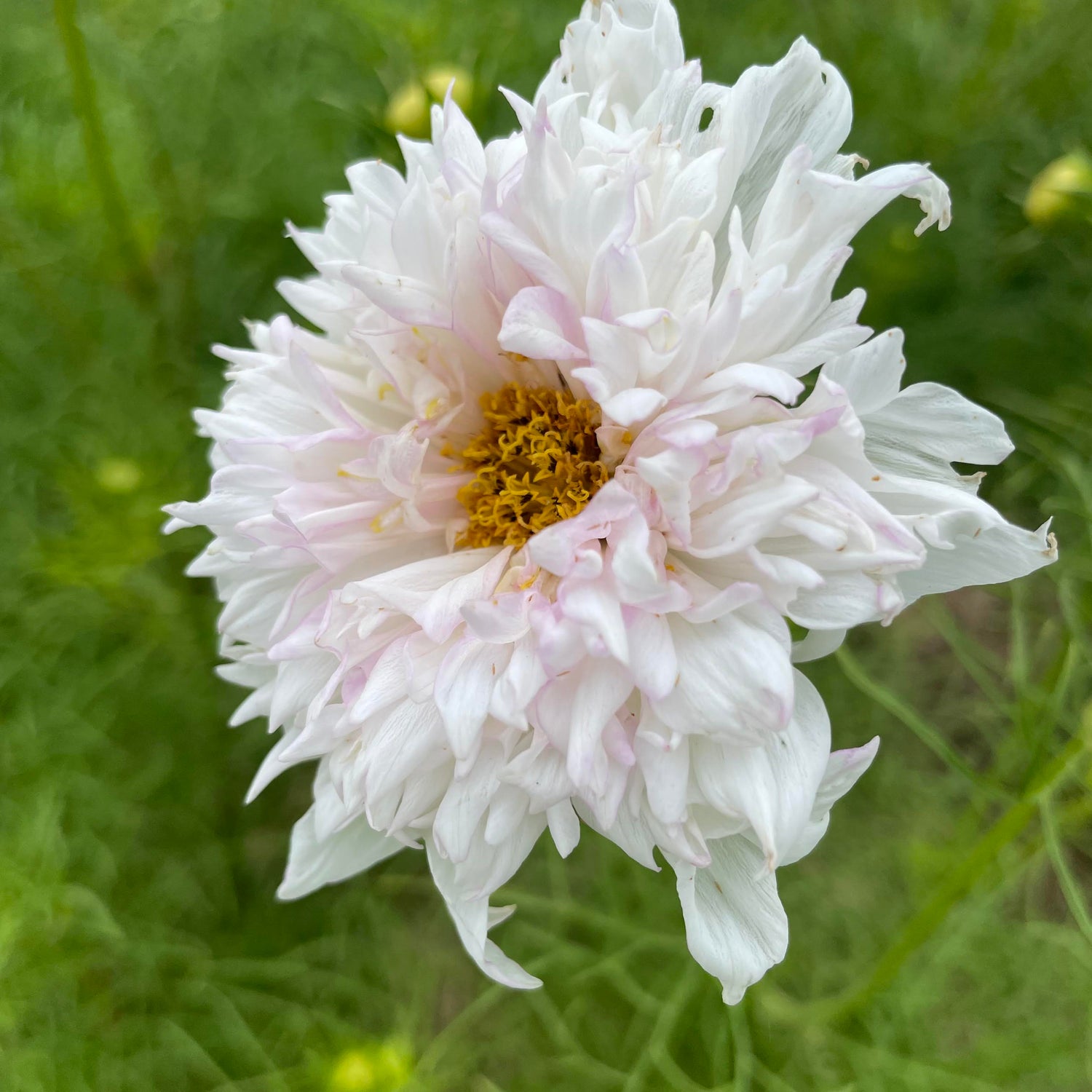 Snowpuff Double Click Cosmos