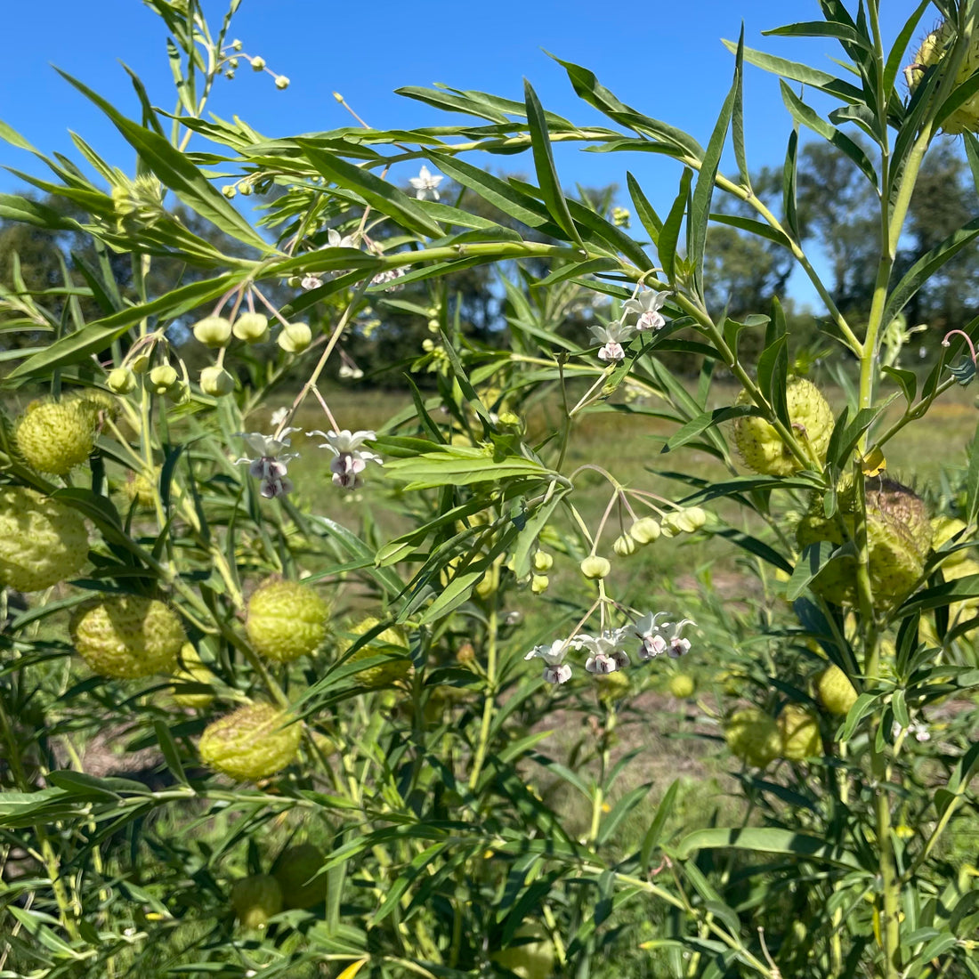 Hairy Balls Milkweed (Gomphocarpus)