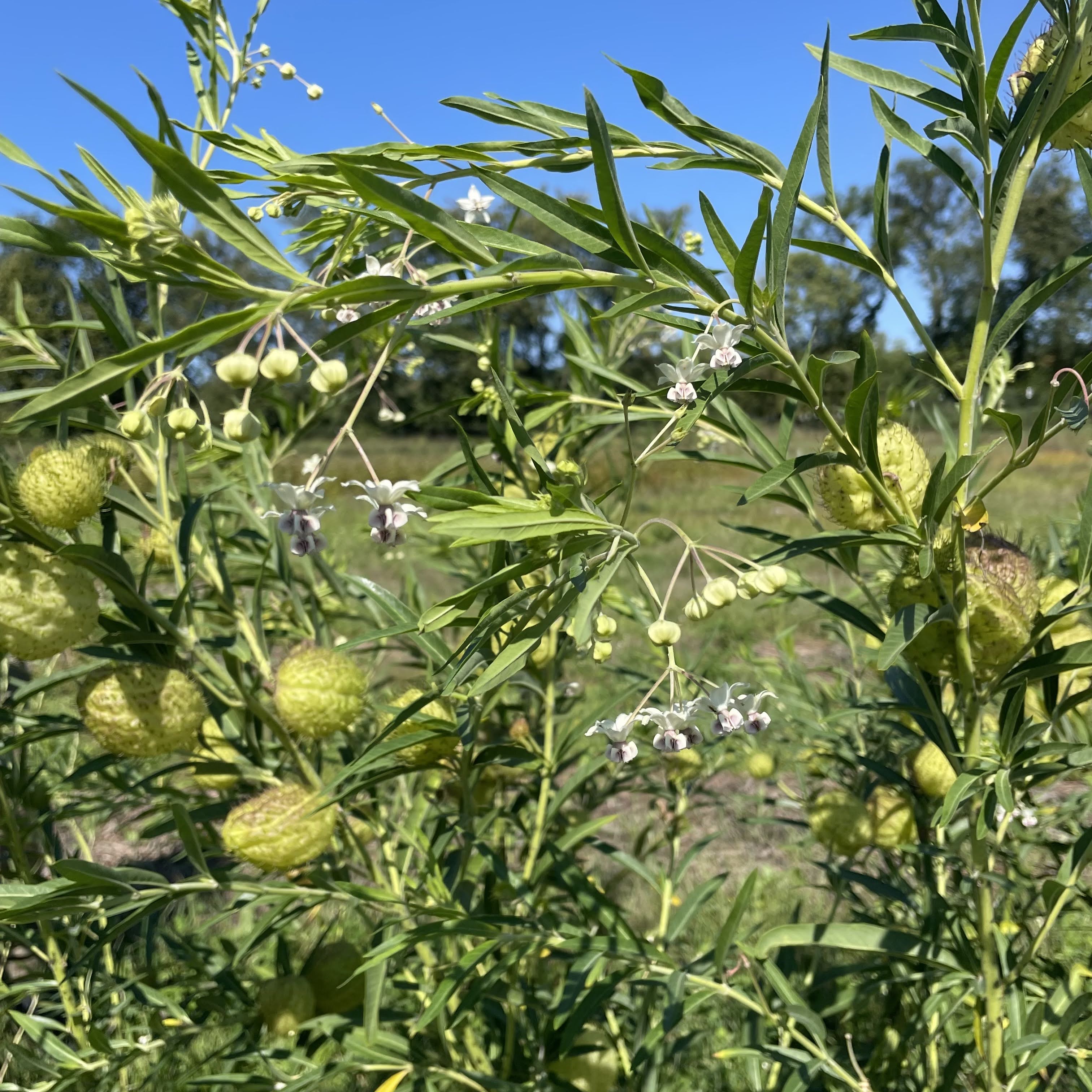 Hairy Balls Milkweed (Gomphocarpus)