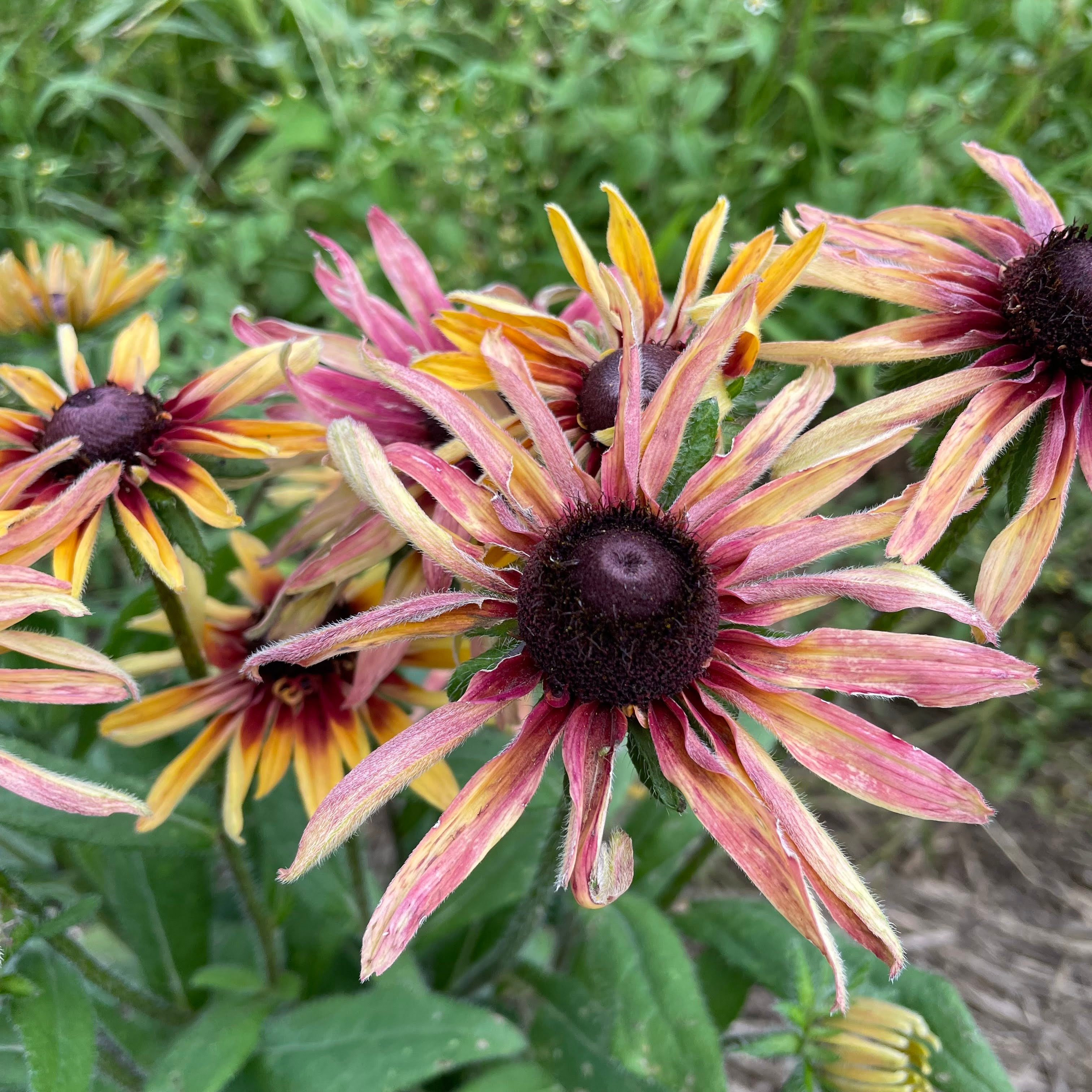 Caramel Mix Rudbeckia