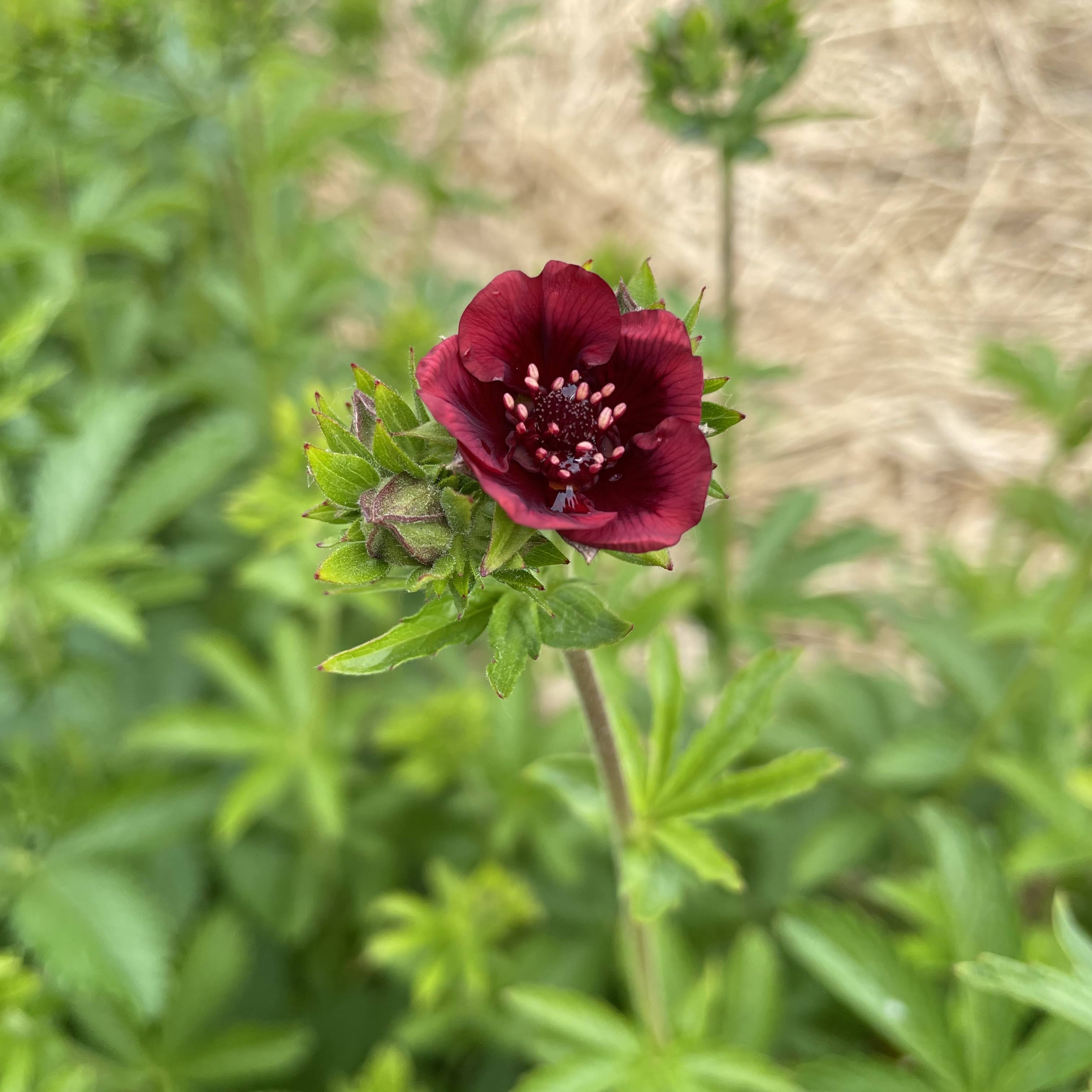 Scarlet Cinquefoil