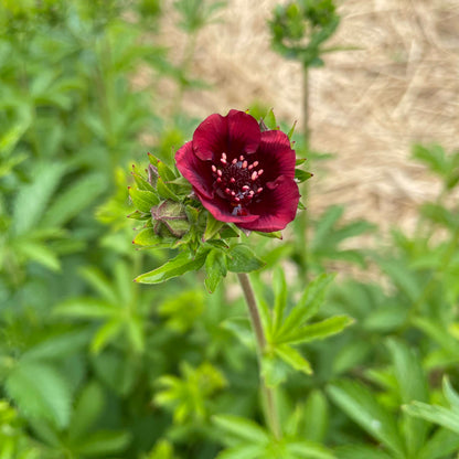 Scarlet Cinquefoil