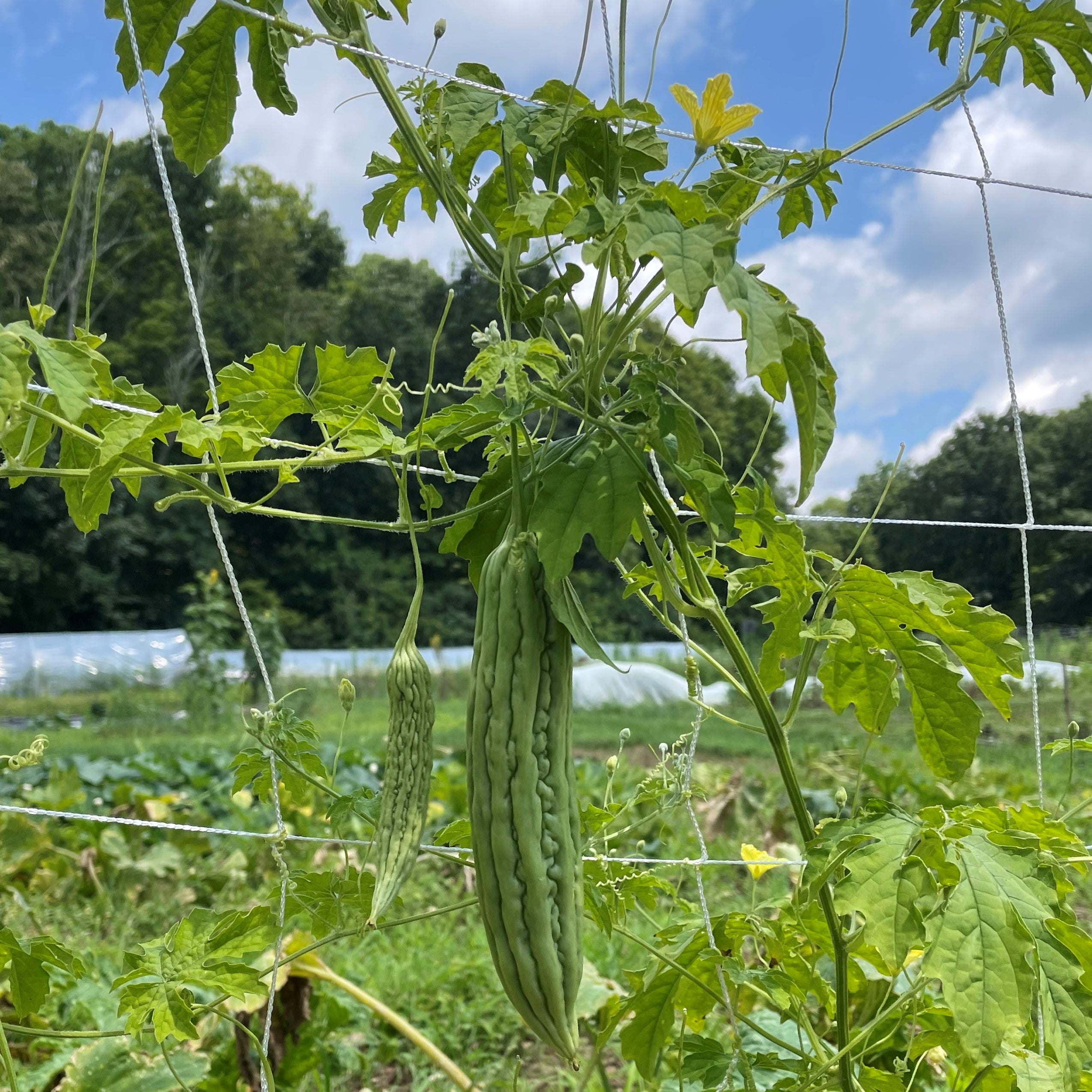 Green Skin Bitter Melon