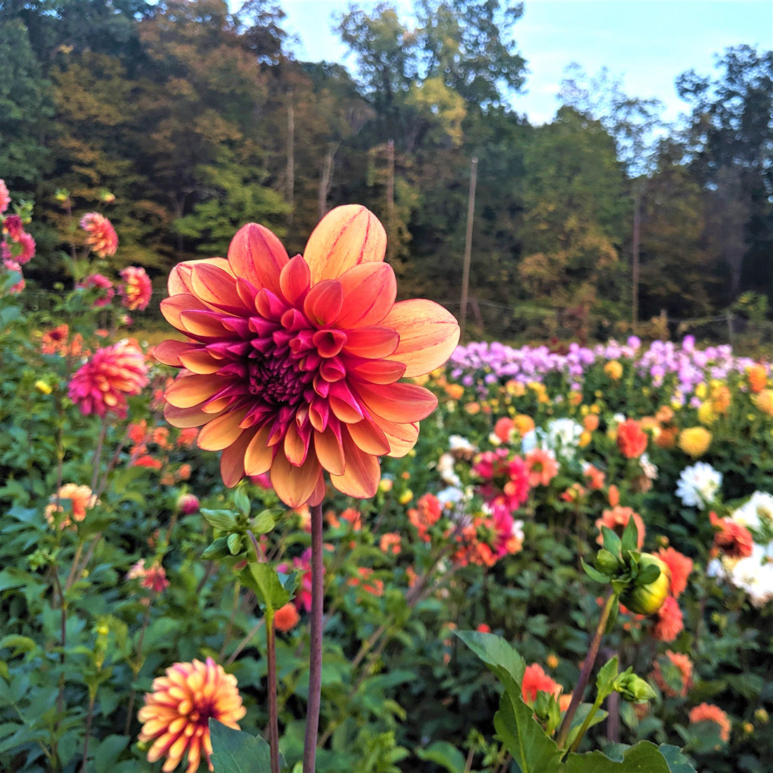 Organic Dahlia Variety Pack