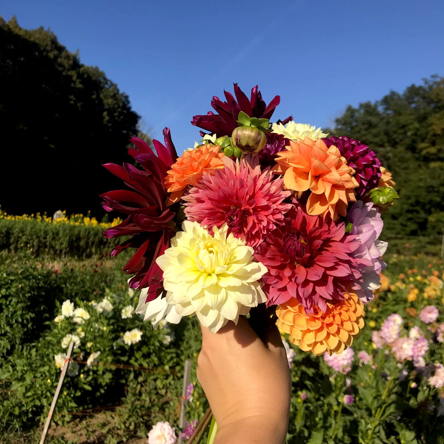 Organic Dahlia Variety Pack